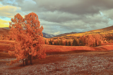 二手金杯大海狮9座如何